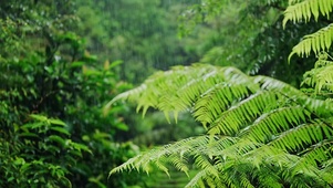 护眼夏日清凉雨中树叶