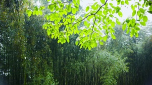 雨中护眼竹林绿叶
