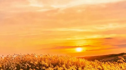 夕阳树木带鱼屏