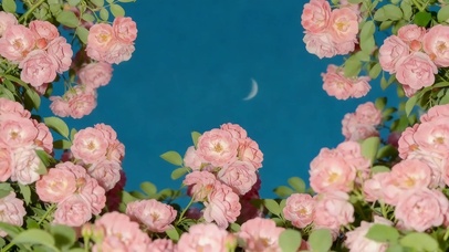 月下 治愈玫瑰花