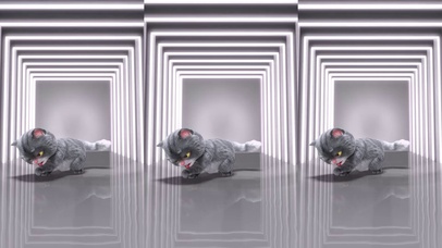 斑布猫-我怎么这么好看