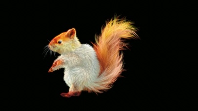 4K时尚舞蹈小松鼠