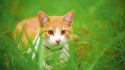 可爱小橘猫