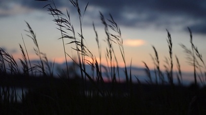 Wheat at Dusk