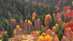 4K 高清 秋雾山多色针叶树