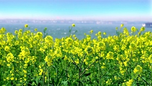 油菜花
