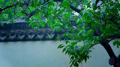 雨中庭院绿树