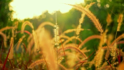 治愈夕阳狗尾草4K
