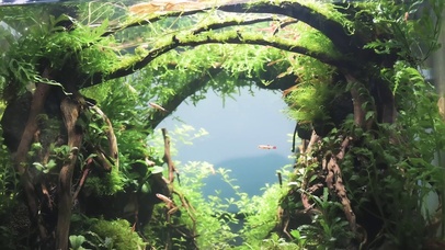 鱼缸微景