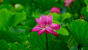 雨中荷花绿叶