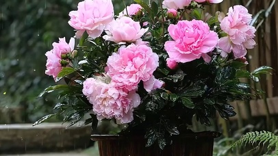 护眼花草树木带鱼屏