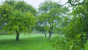 雨天绿树