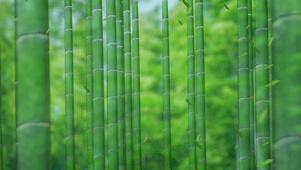竹海竹林