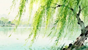 湖面的垂柳