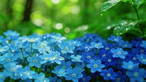 治愈蓝色小花
