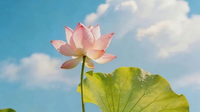 摇曳的荷花