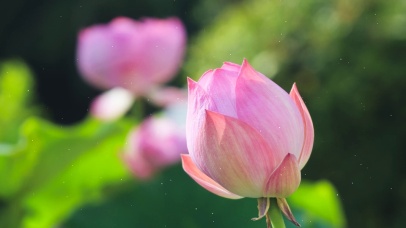 含苞待放的荷花