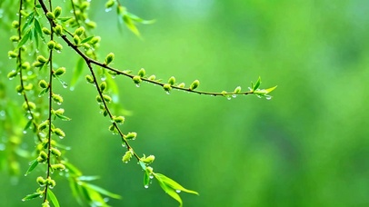 微风拂绿柳4K