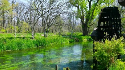 春天护眼树林水草流水