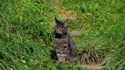 可爱猫咪