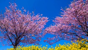 樱桃树花开
