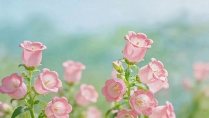 小清新鲜花