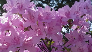 粉色花朵