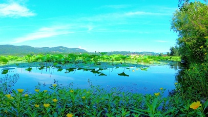 唯美护眼夏日荷塘 4K