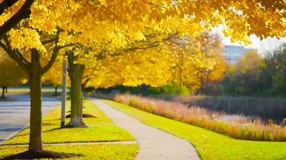 唯美秋天路边枫叶