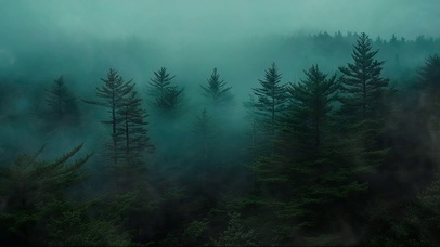 清晨静谧迷雾松林