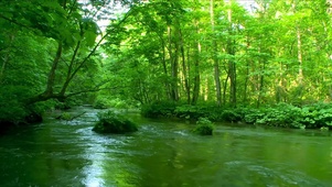 深林绿溪