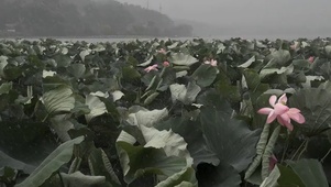 夏风吹荷