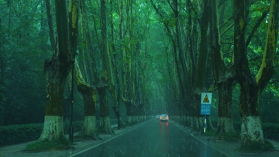 雨天梧桐大道