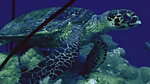 海龟