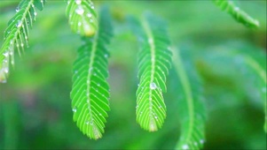 4K治愈护眼晨露