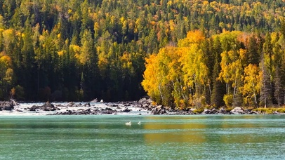 新疆油画一般的秋天