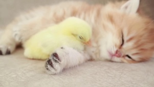 睡觉猫咪
