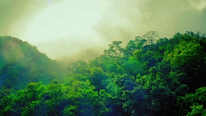 4K唯美霞光森林