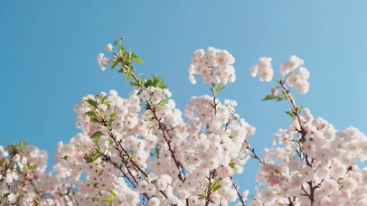 4k唯美小清新自然盛开樱花树