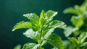 晨露薄荷