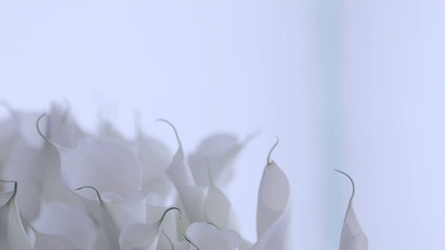 4K 高清 大花瓶里一束花