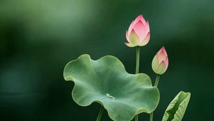 清新荷