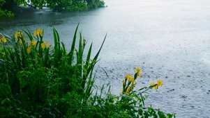 雨天河边花草
