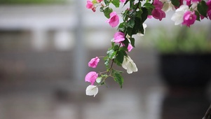 4K唯美红白花簇