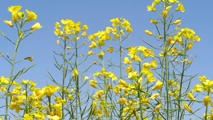 4K油菜花春天油菜地