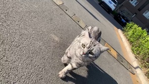 阳光下的散步