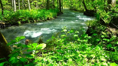 4K夏日护眼绿树林流水