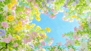 小清新鲜花