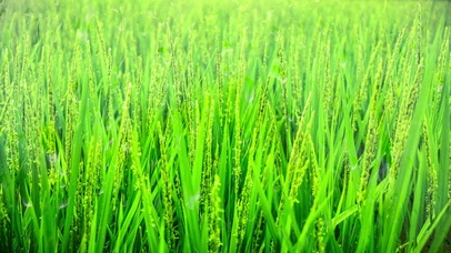 春耕播种，秋收满粒