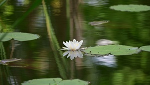 【4K】雨天荷塘无滤镜自然美